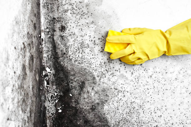 Certified Mold Removal in Oakville, MO